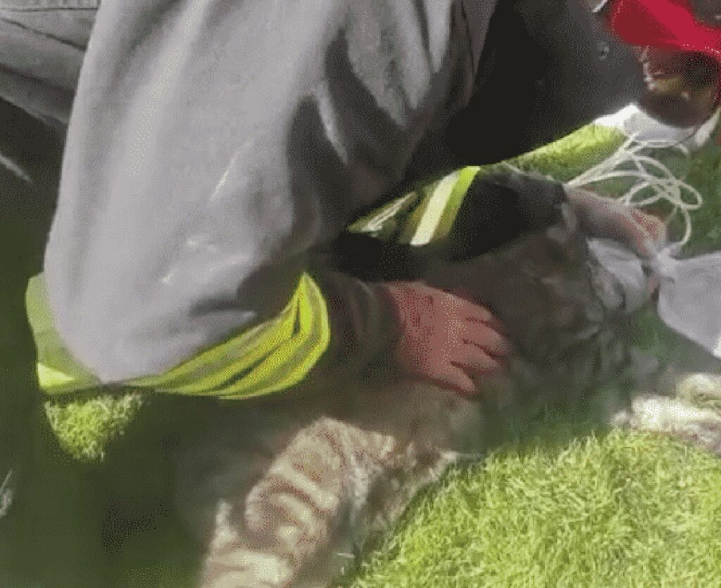 gatto pompiere salvataggio giardino