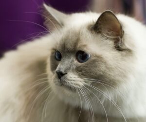 Nomi di gatti: i 10 nomi più gettonati all’estero per i nostri amici felini