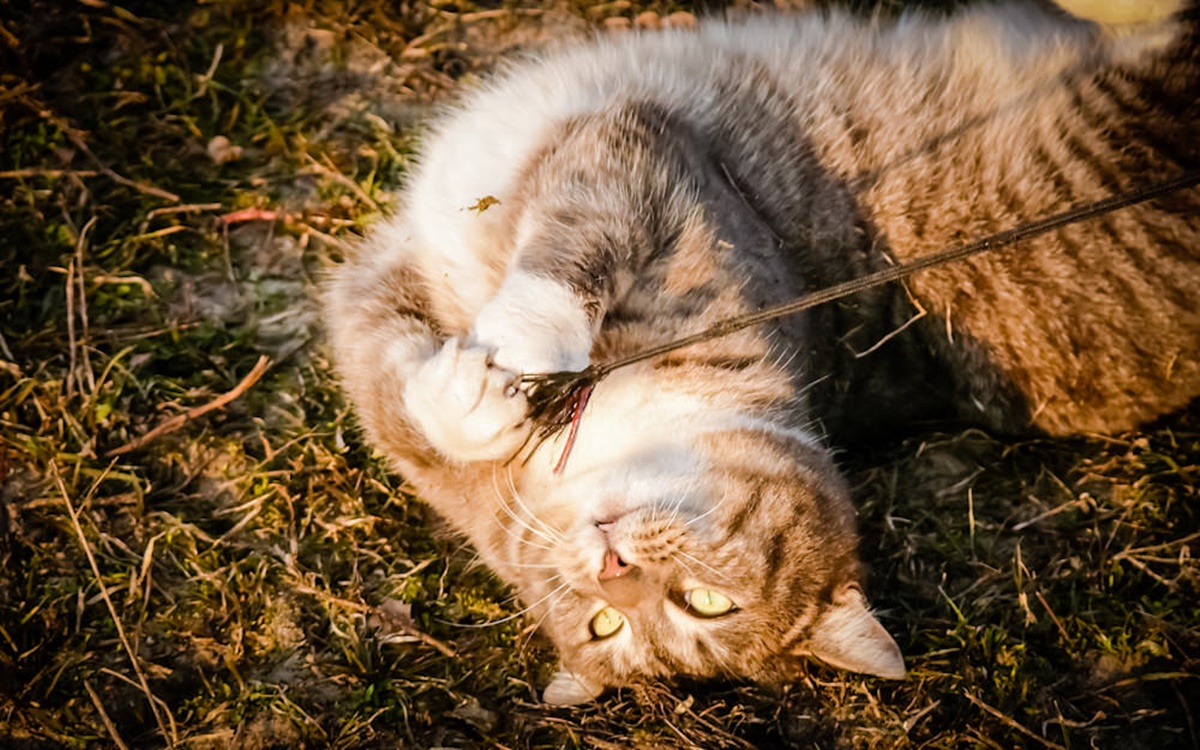 gatto gioca con i fiori