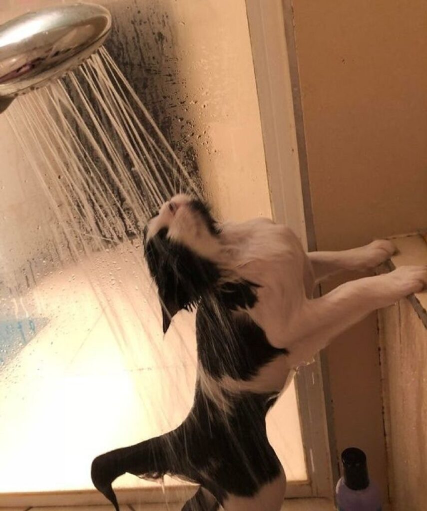 felino doccia piace