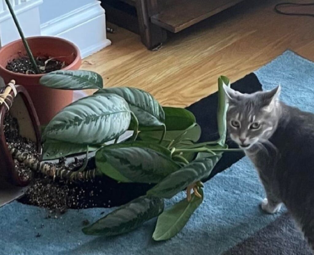 gatto pianta cade vaso per terra