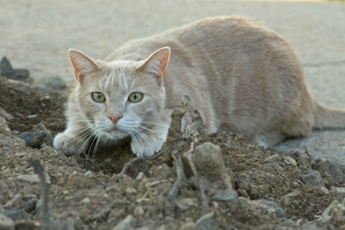 gatto striscia