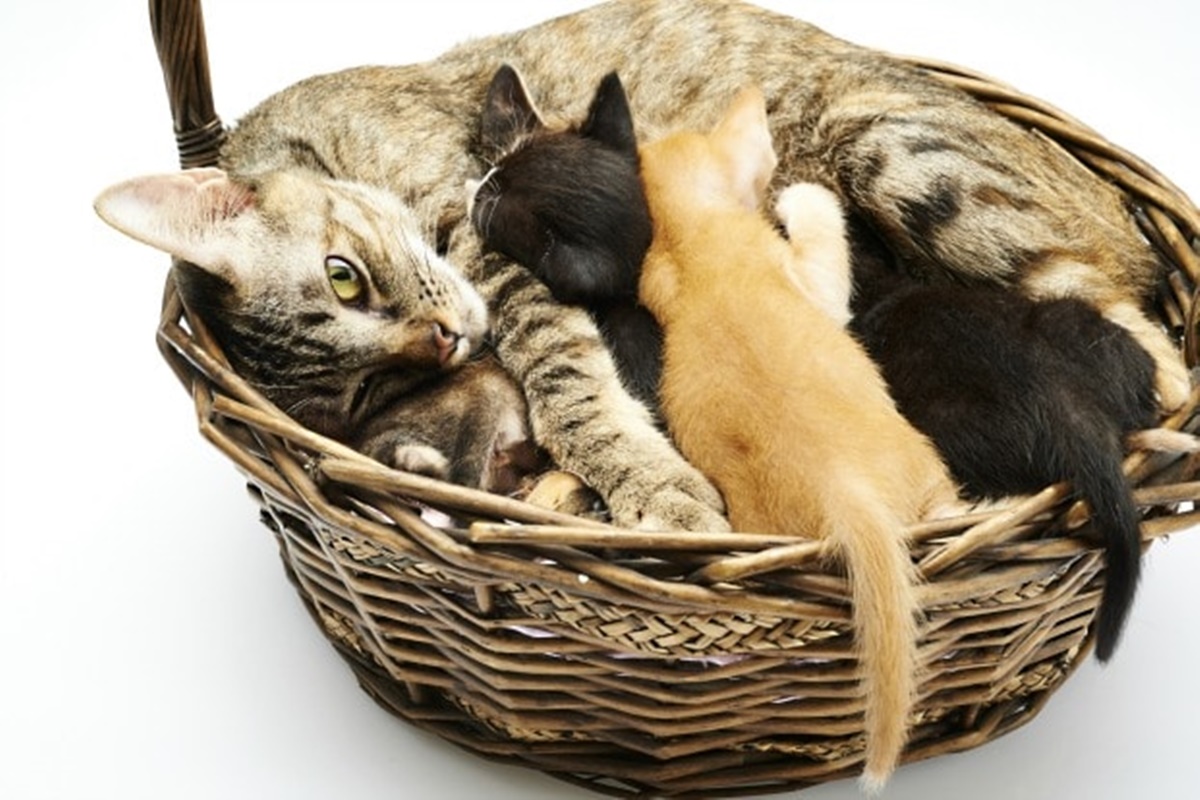 gatti nella cesta