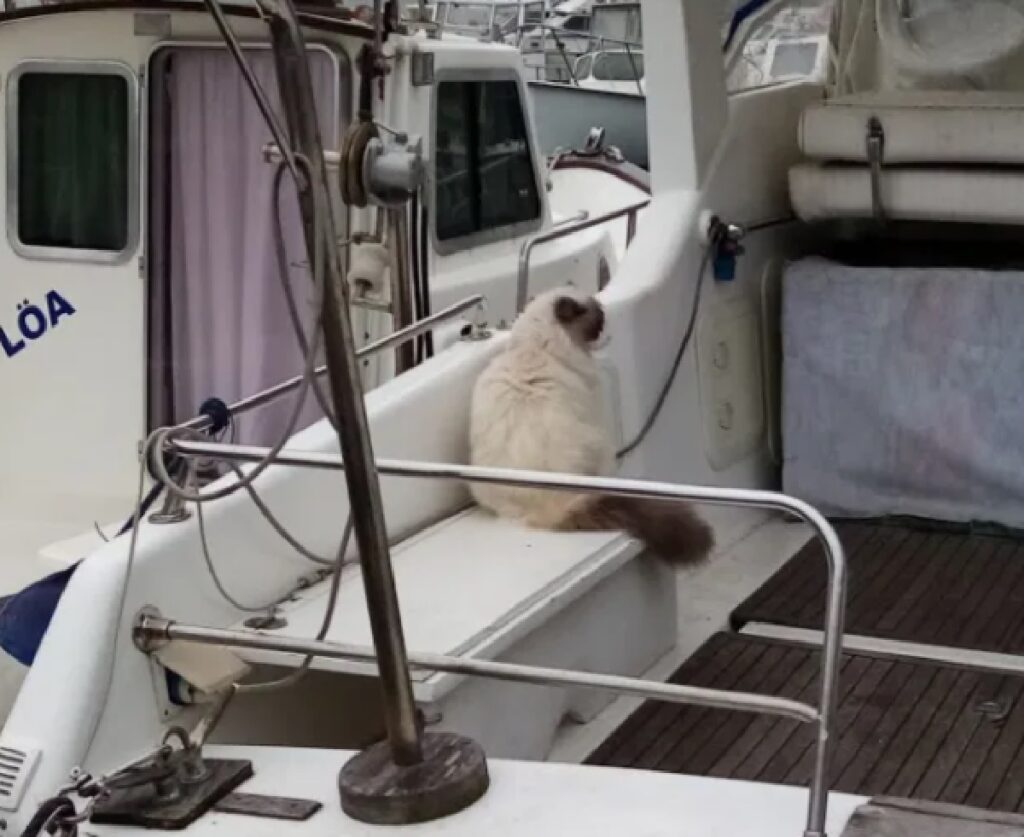 gatto salito su imbarcazione
