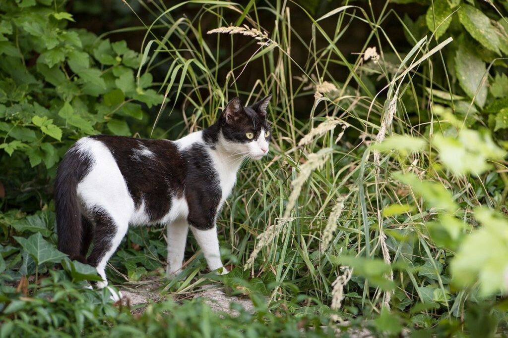 micio natura verde