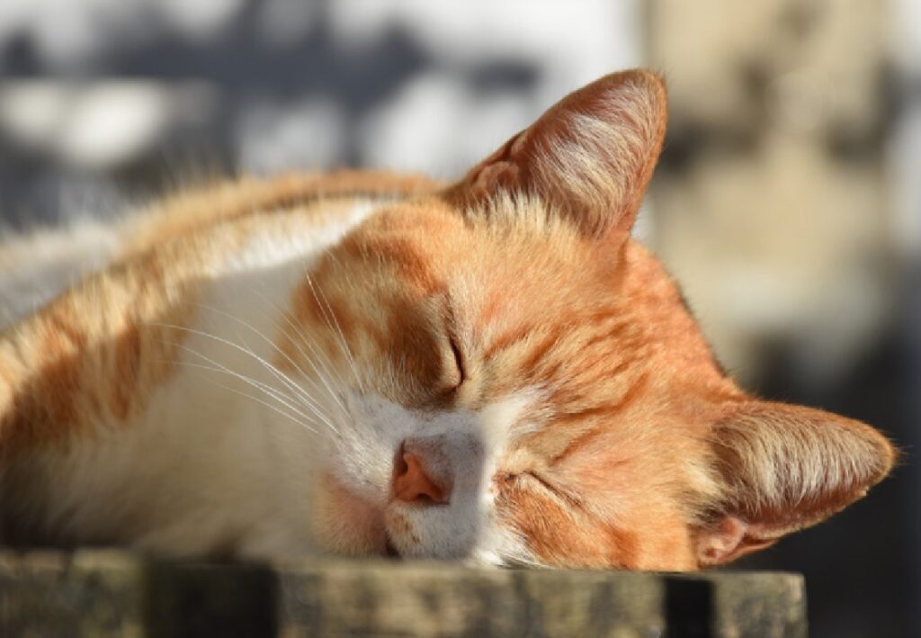 gatto si riposa senza ombra