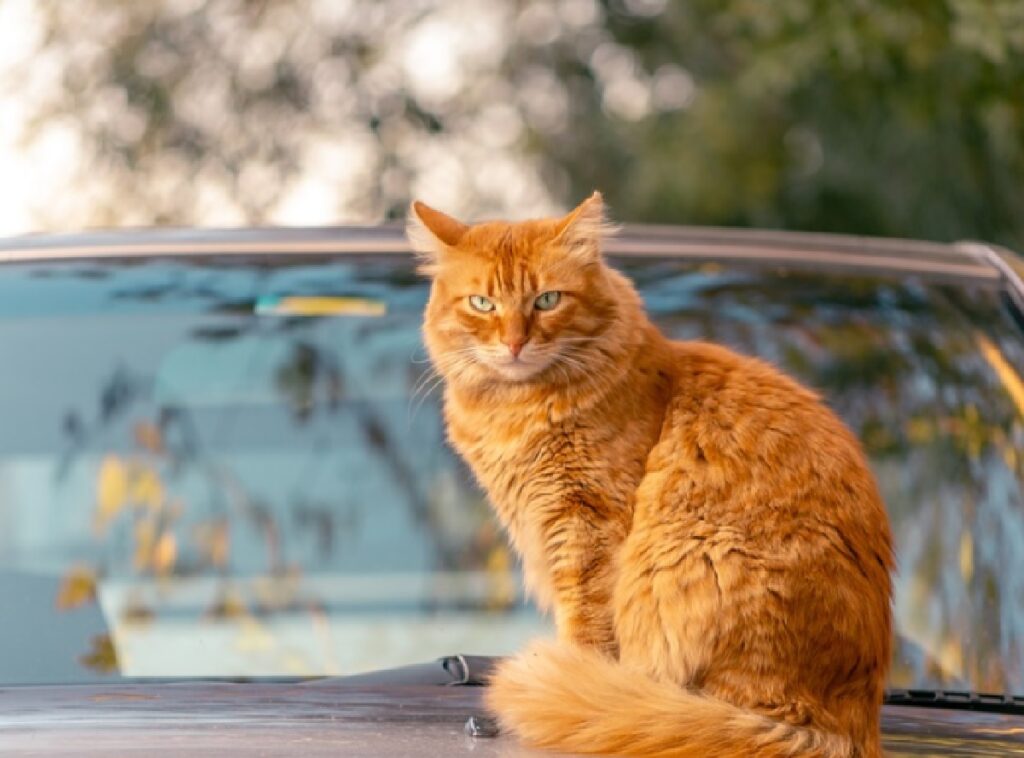 gatto arancione sopra cofano