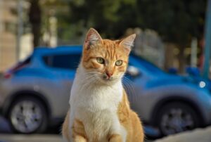 Palermo, gattino lasciato dentro un’auto sotto al sole, salvato dai vigili del fuoco