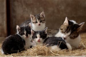 Papà gatto aiuta la sua compagna a prendersi cura dei suoi cuccioli (VIDEO)