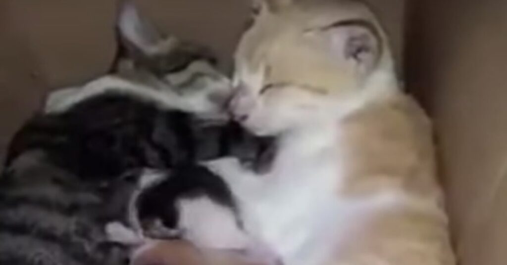 famiglia di gatti abbracciati