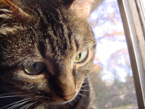 Pelle secca nel gatto: le 5 ragioni principali