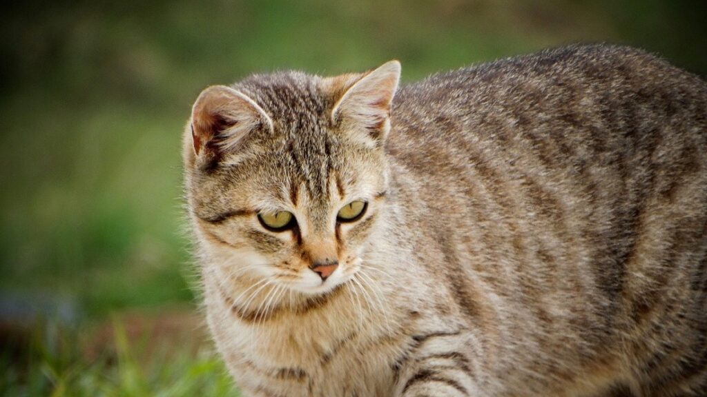 gatto tigrato natura