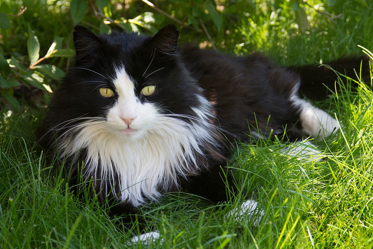 gatto pelo bianco e nero