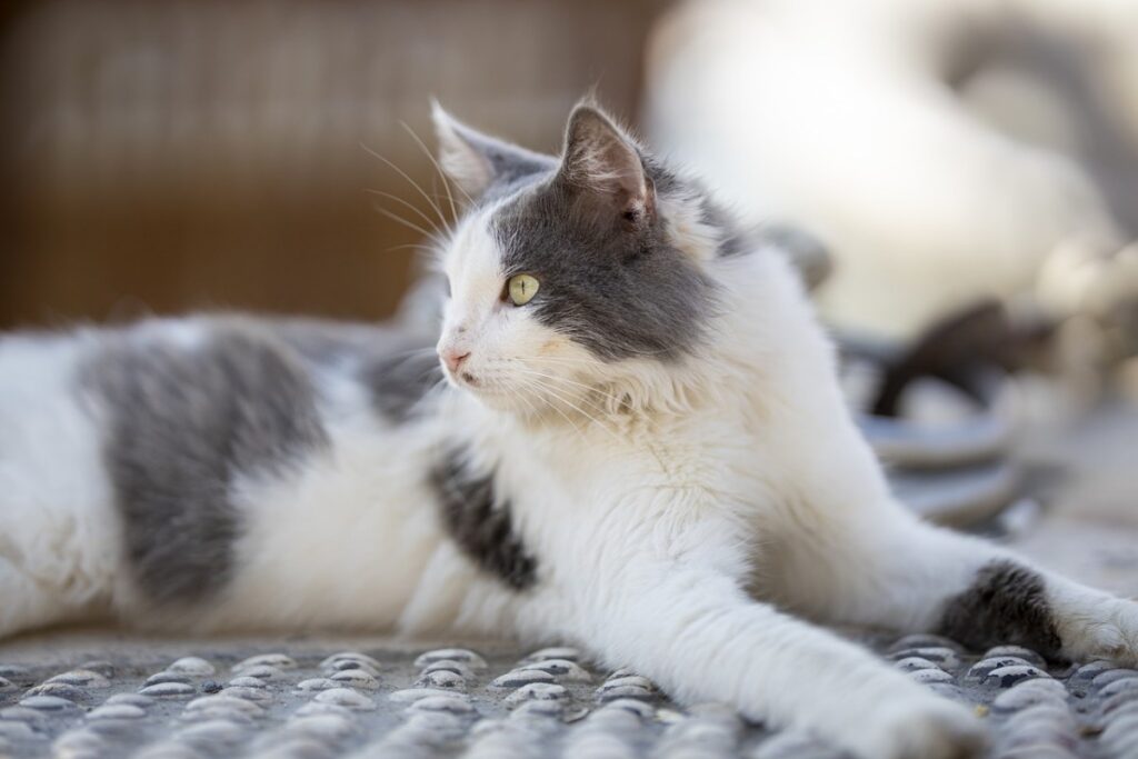 gatto bianco e grigio a pelo lungo