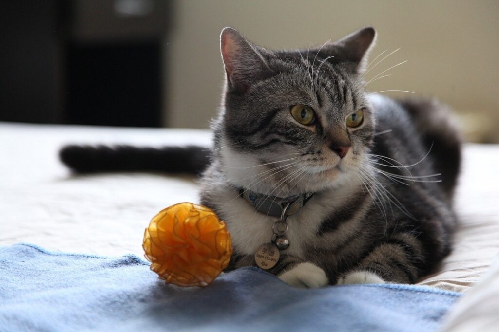gatto pallina arancione