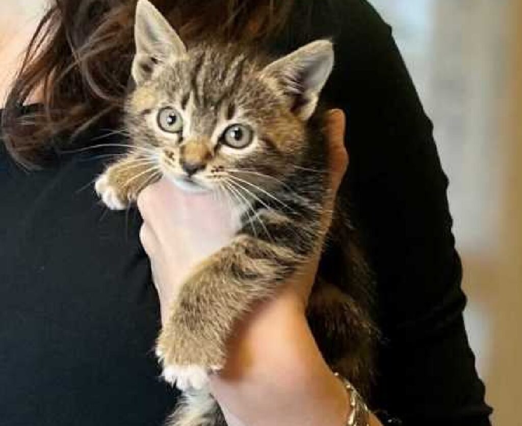 un gatto su mano mamma