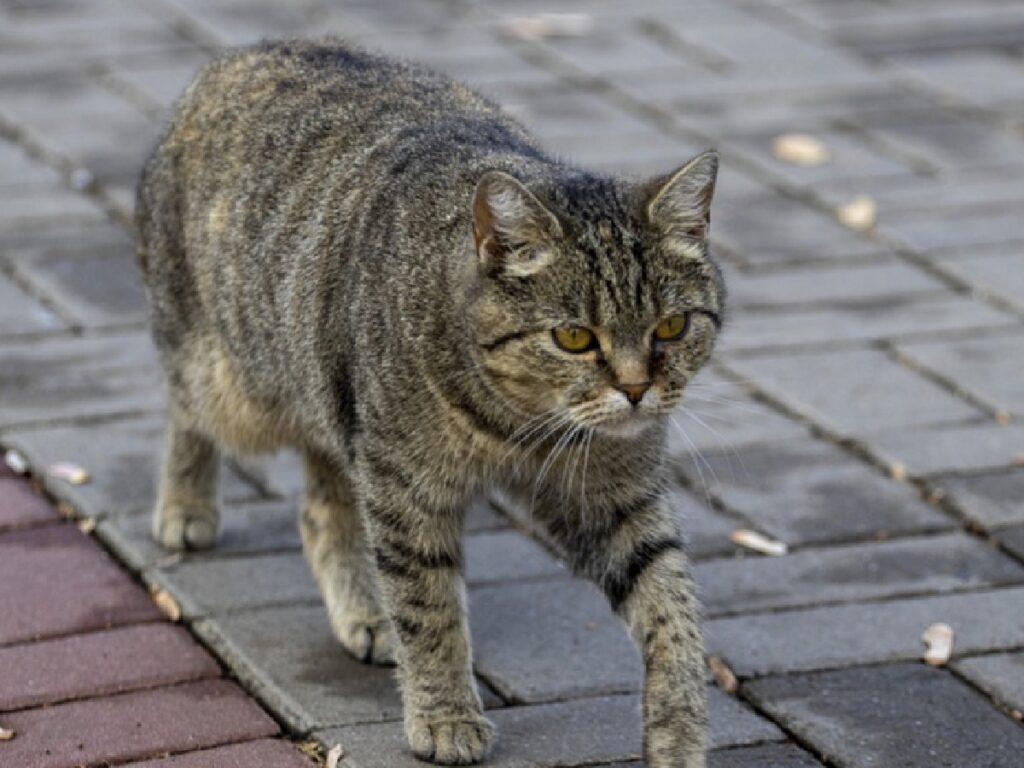 gatto soriano cammina lungo strada