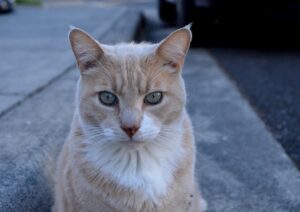 Pescara, il gatto adottato da un’intera via si perde, le ricerche continuano