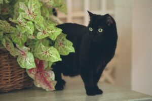 5 piante sicure e non pericolose per il tuo gatto