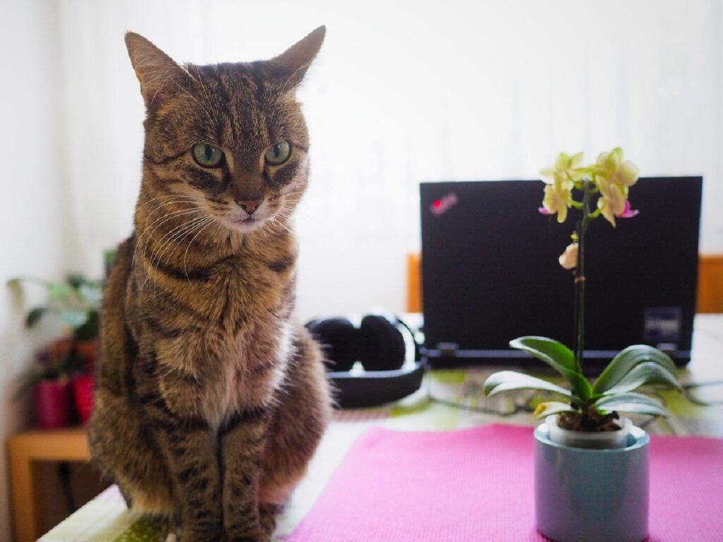 gatto vaso fiore