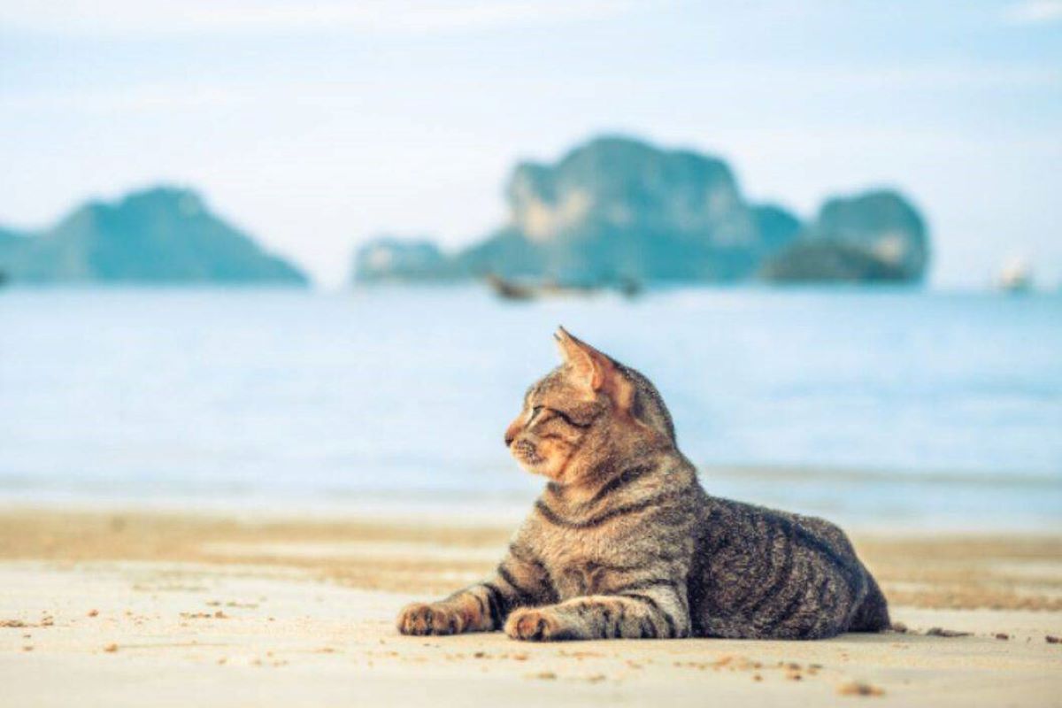 portare il gattino al mare