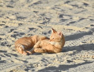 Posso portare il gattino al mare?