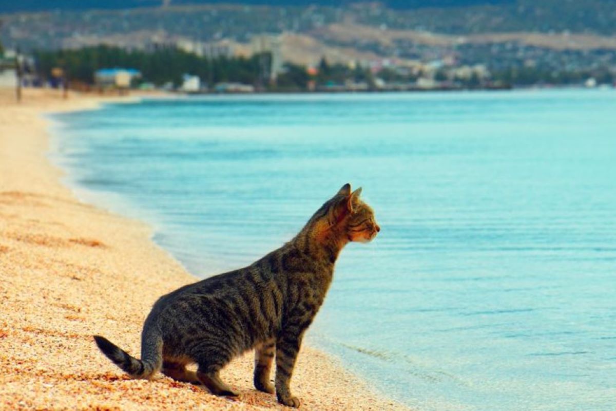 gattino in spiaggia