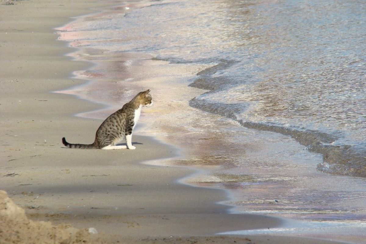 gattino guarda il mare