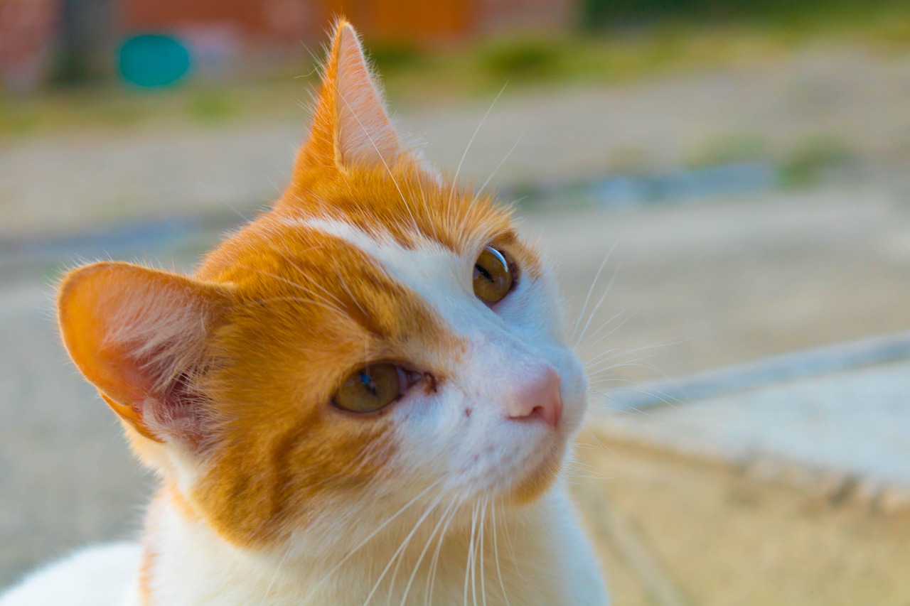 gatto cucciolo sguardo tenero