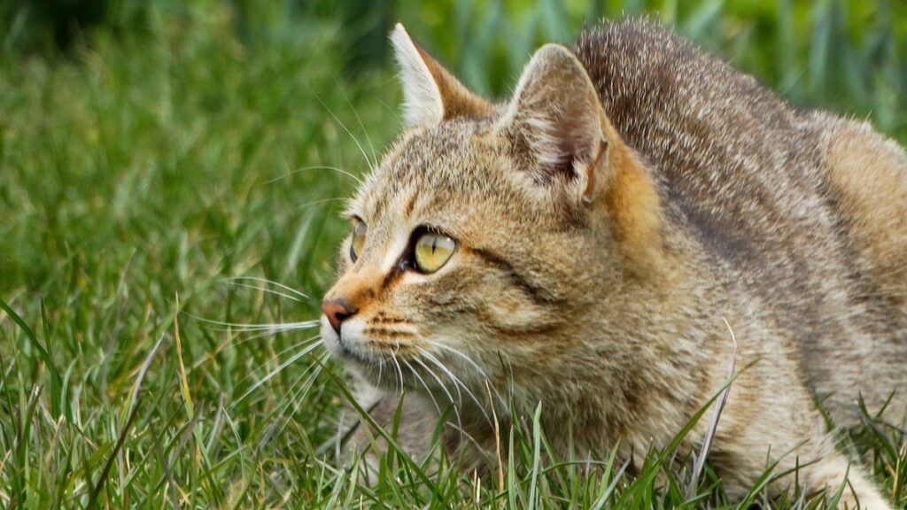 gatto soriano erba
