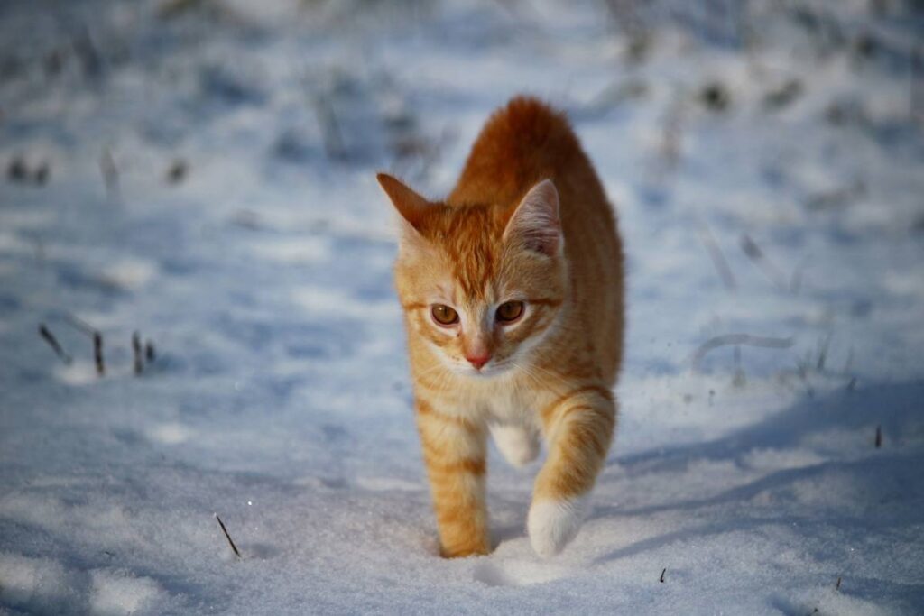 gatto tra la neve