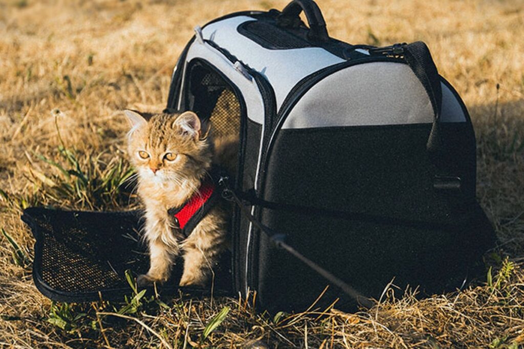 gattino pronto per una gita