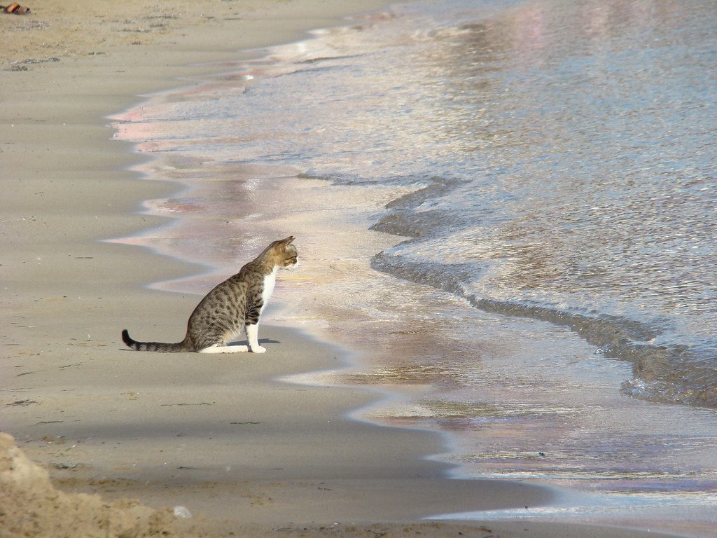 gatto di fronte alle onde del mare