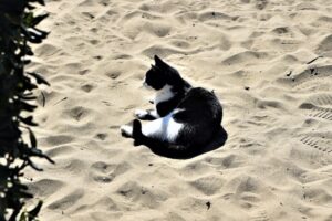 gatto in spiaggia