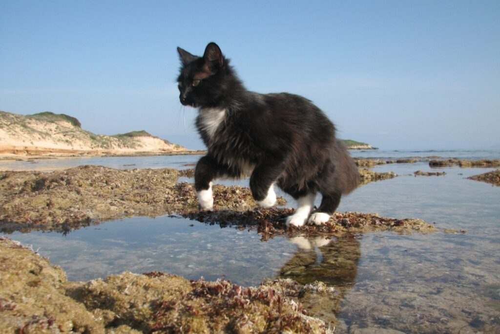 gattino sugli scogli al mare