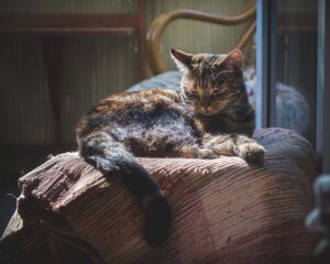 Quali sono i prodotti per la pulizia di casa che fanno male al gatto?