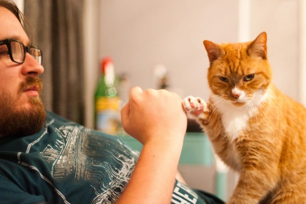 gatto che dà la zampa