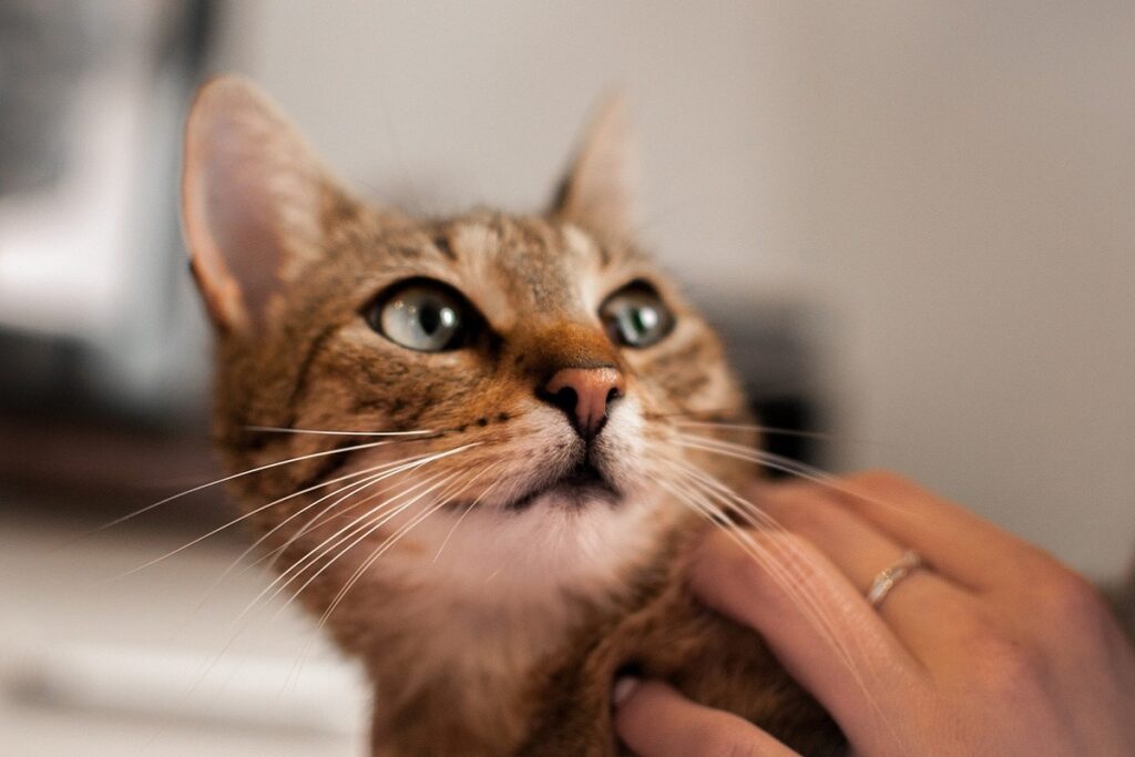 gattino con lo sguardo attento