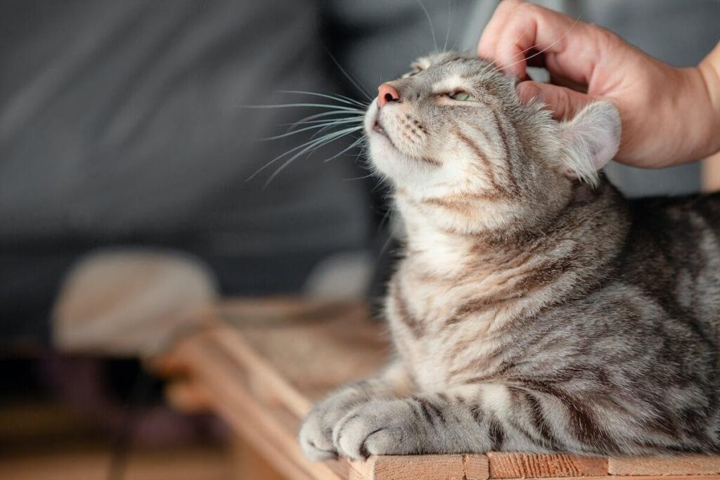 gatto a cui piacciono le carezze in testa