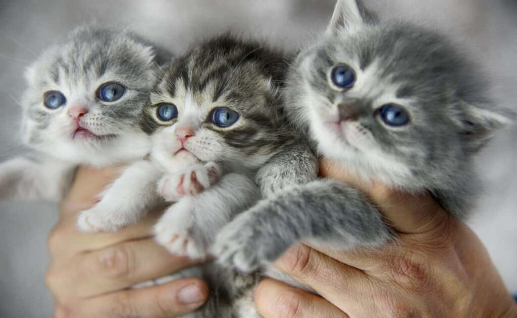 tre cuccioli di gattino in mano