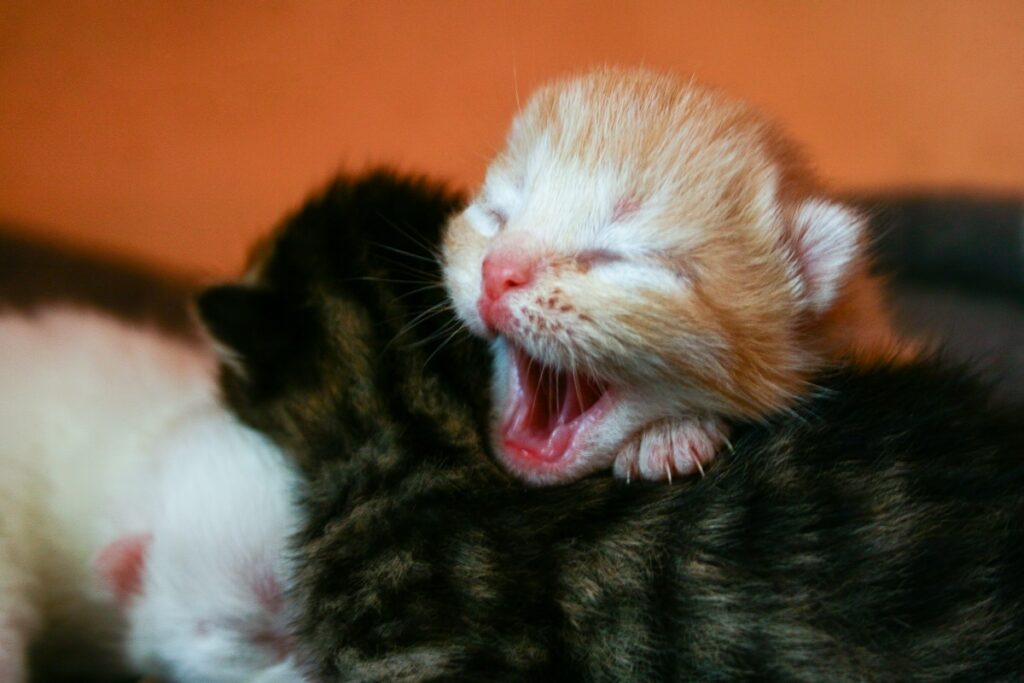 cucciolata di gatti che dorme