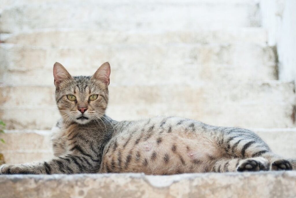 gatta che aspetta dei cuccioli