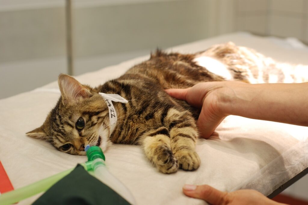 gatto sotto anestesia