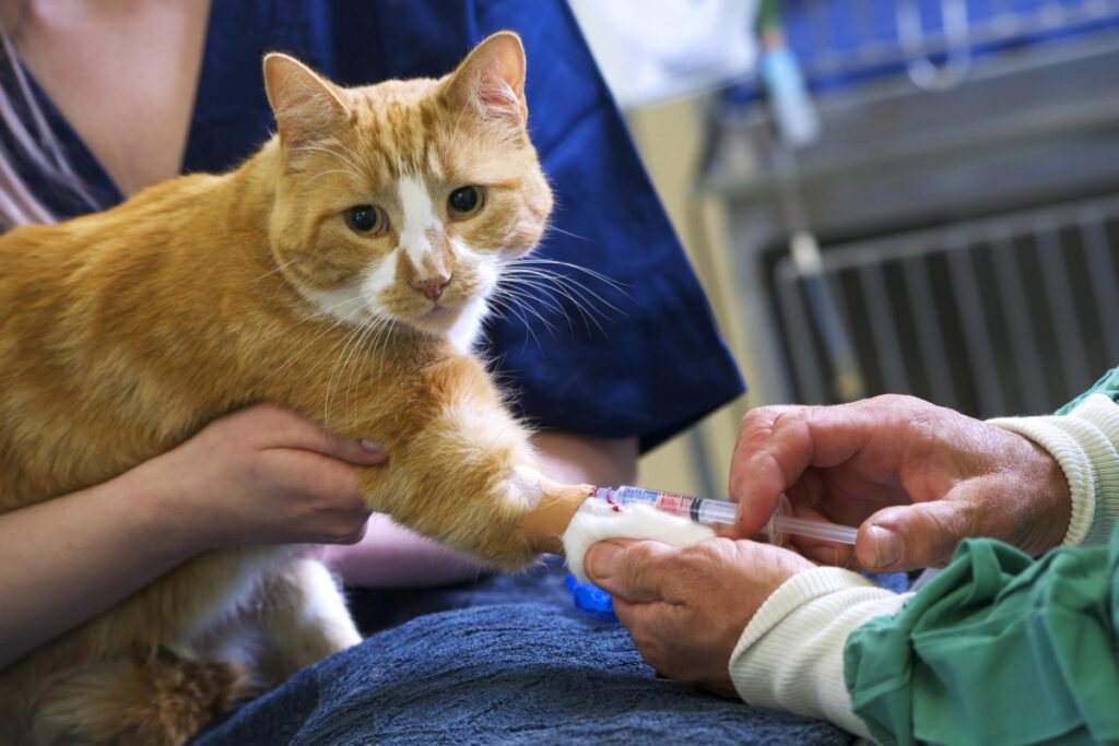 veterinario fa un'iniezione al gatto