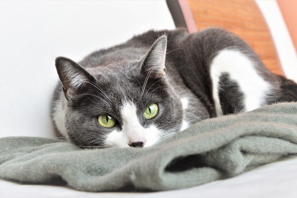 gatto dorme su una coperta