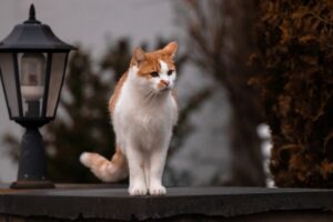 Rendere sicura la casa per il gatto: 5 regole da seguire