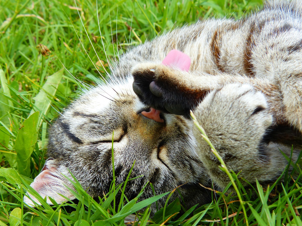 gatto gioca con la zampa