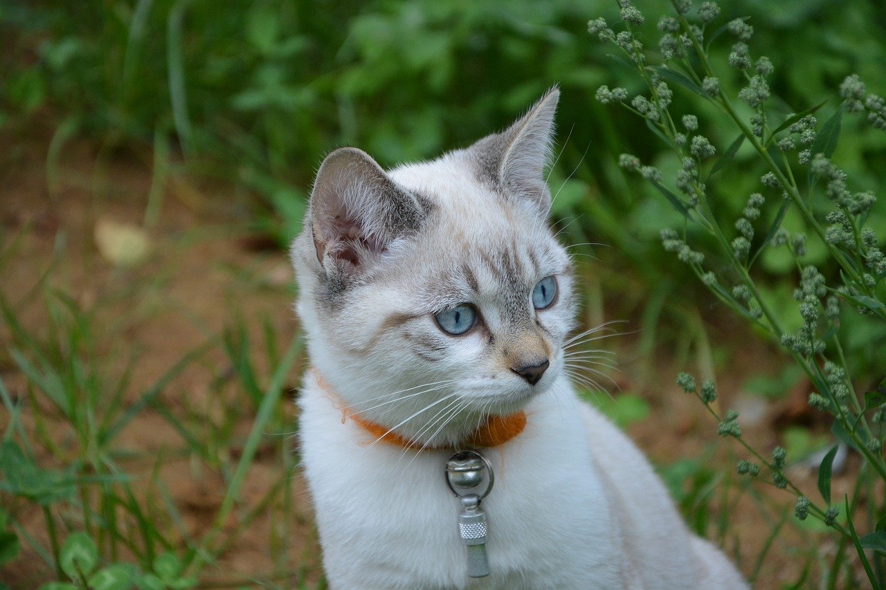 gatto occhi cielo