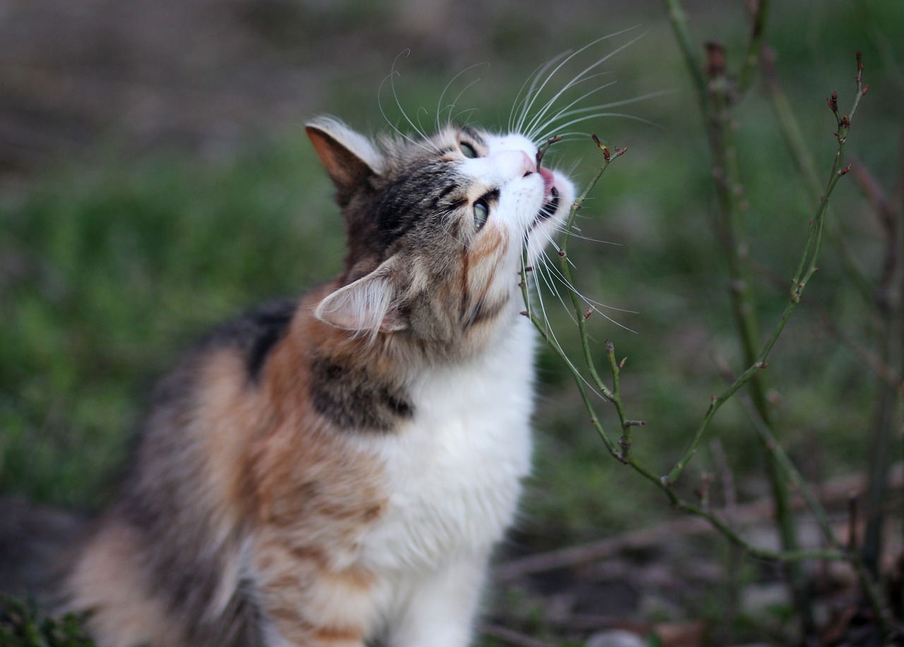 gatto mangia erba