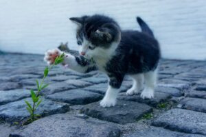 gattino gioca con un fiore